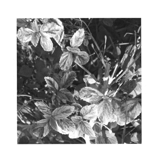 Figure 1 of US plant patent PP25955, the photograph of MANUEL'S RED printed in the patent.