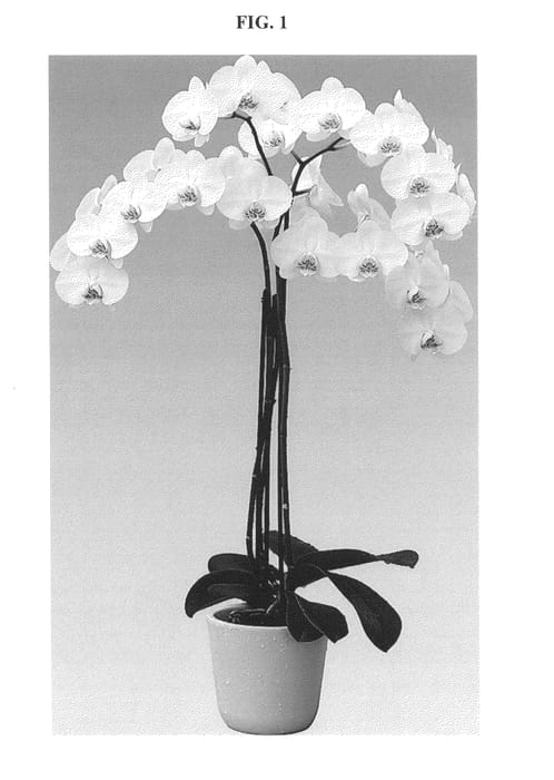 Figure 1 of US plant patent PP25956, the photograph of Zola printed in the patent.