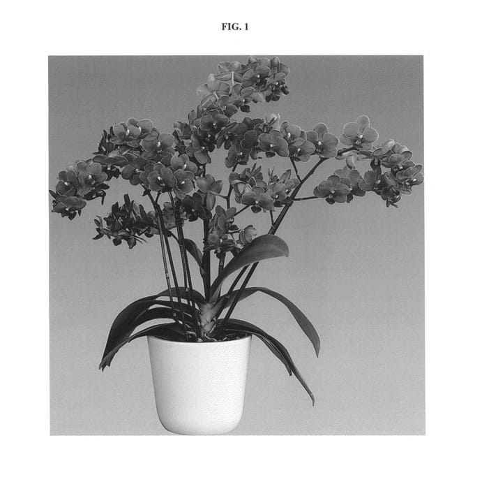 Figure 1 of US plant patent PP25957, the photograph of Mamamia printed in the patent.