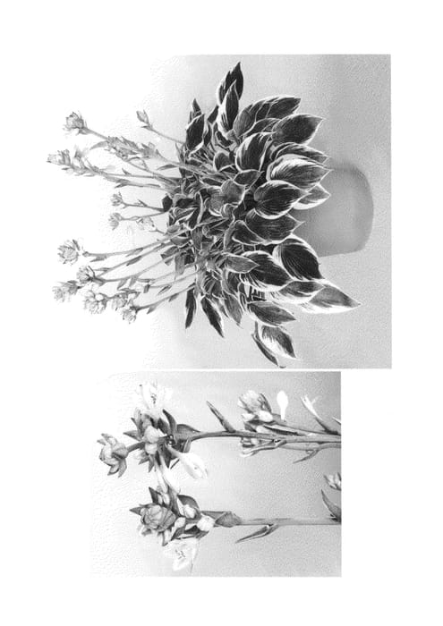 Figure 1 of US plant patent PP25958, the photograph of MonLisa printed in the patent.