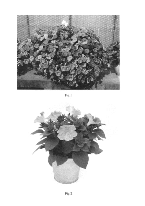 Figure 1 of US plant patent PP25959, the photograph of KLEPH13228 printed in the patent.