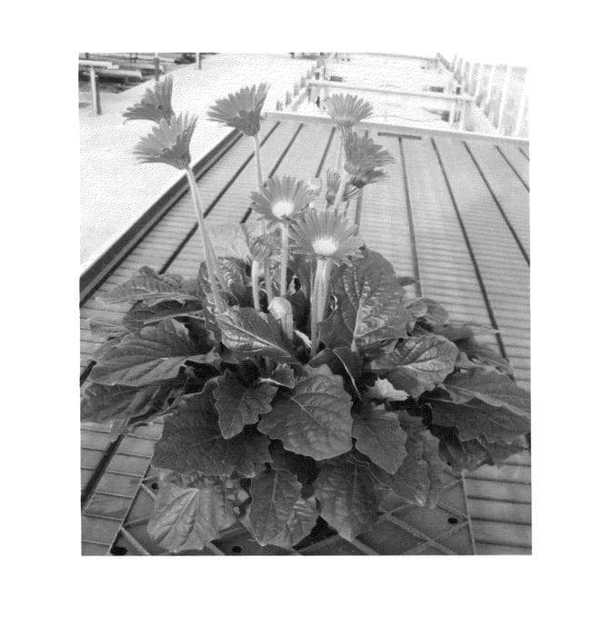 Figure 1 of US plant patent PP25960, the photograph of Garsophie Imp printed in the patent.