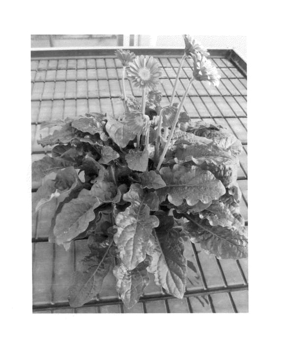 Figure 1 of US plant patent PP25961, the photograph of Garjasmina Imp printed in the patent.