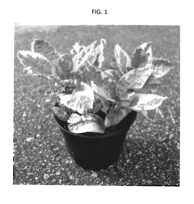 Figure 1 of US plant patent PP25963, the photograph of HEGHE02 printed in the patent.