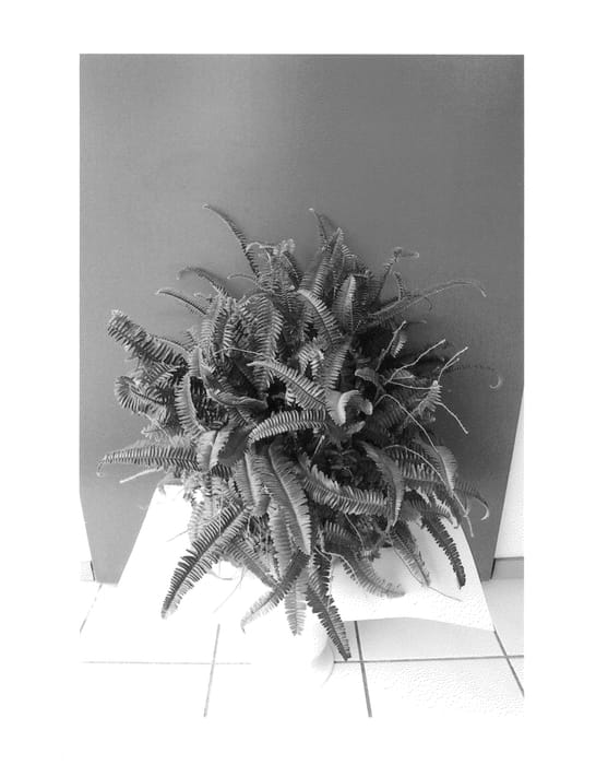 Figure 1 of US plant patent PP25964, the photograph of BRAVIT2621 printed in the patent.