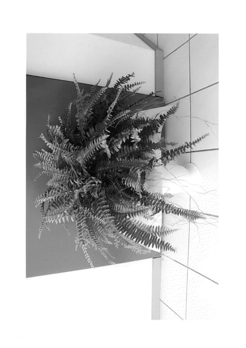 Figure 1 of US plant patent PP25965, the photograph of BRAVIT2626 printed in the patent.