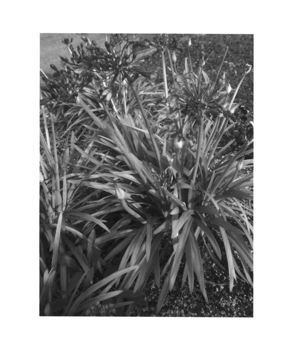 Figure 1 of US plant patent PP25966, the photograph of Brilliant Blue printed in the patent.