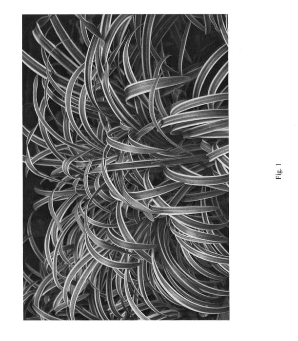 Figure 1 of US plant patent PP25967, the photograph of DUNAGA02 printed in the patent.