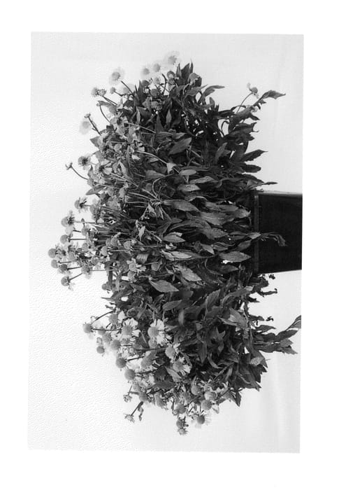 Figure 1 of US plant patent PP25968, the photograph of Sombrero printed in the patent.