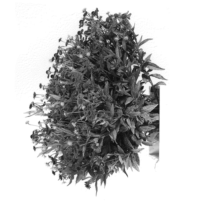 Figure 1 of US plant patent PP25969, the photograph of Siesta printed in the patent.