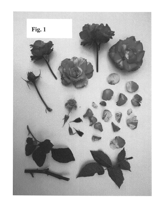 Figure 1 of US plant patent PP25970, the photograph of Poulpah068 printed in the patent.