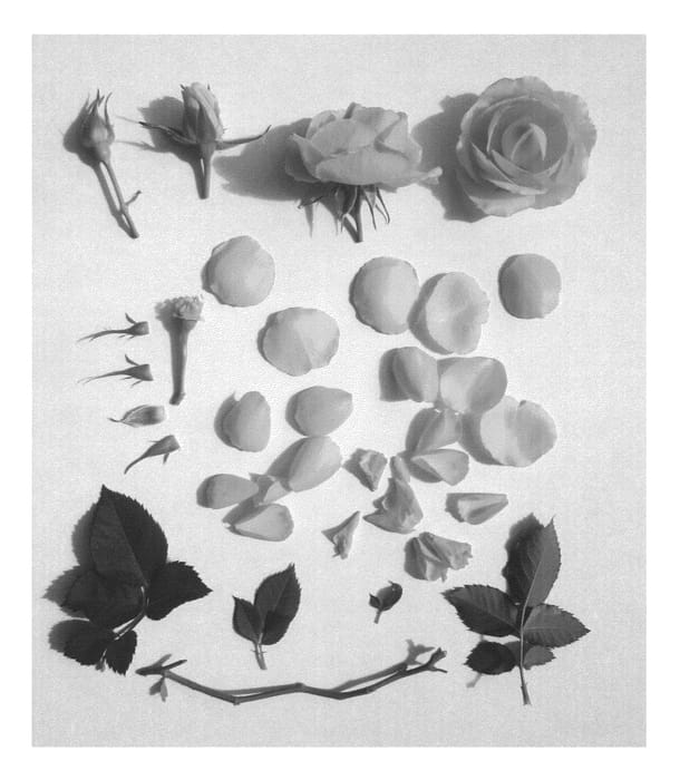 Figure 1 of US plant patent PP25971, the photograph of Poulpah064 printed in the patent.