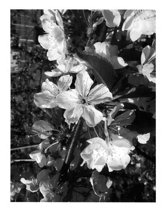 Figure 1 of US plant patent PP25972, the photograph of PA5UNIBO printed in the patent.