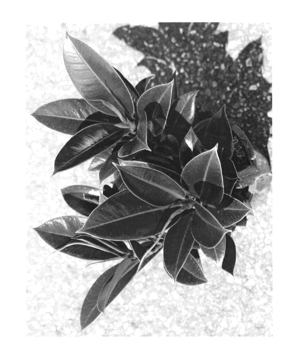 Figure 1 of US plant patent PP25973, the photograph of NAIROBI printed in the patent.