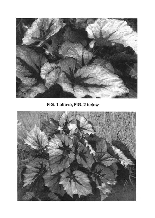Figure 1 of US plant patent PP25974, the photograph of First Blush printed in the patent.