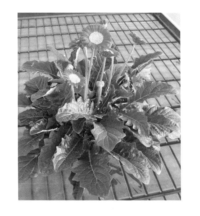 Figure 1 of US plant patent PP25975, the photograph of Garlayla Imp printed in the patent.