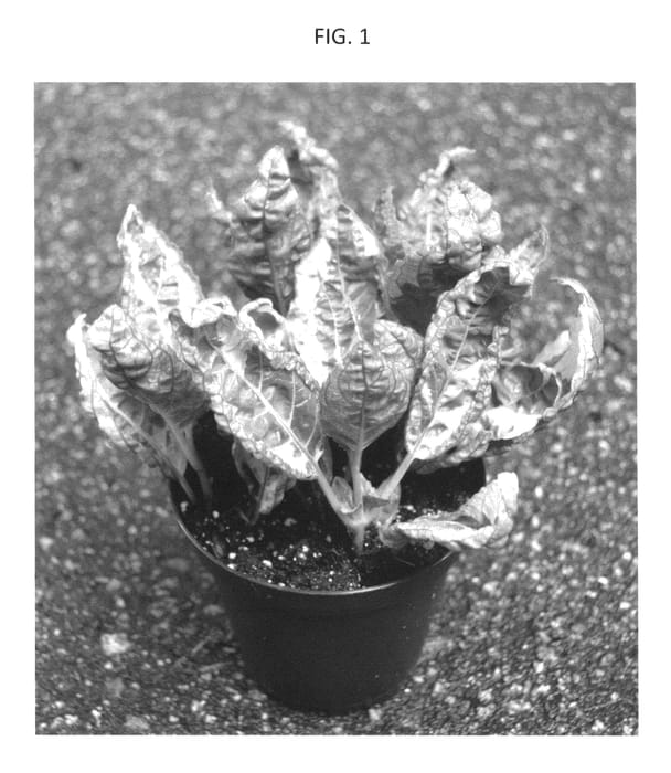 Figure 1 of US plant patent PP25976, the photograph of HEGHE01 printed in the patent.