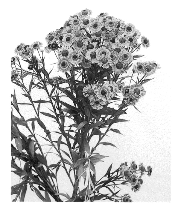 Figure 1 of US plant patent PP25977, the photograph of Fuego printed in the patent.