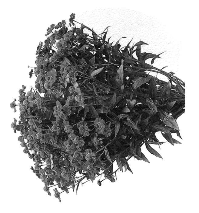 Figure 1 of US plant patent PP25978, the photograph of Salsa printed in the patent.