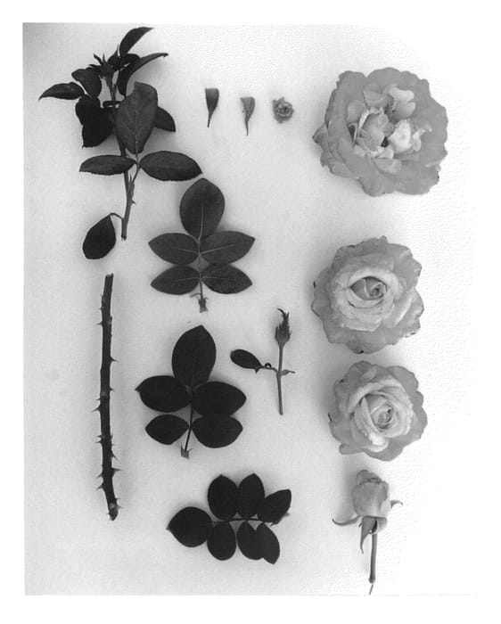 Figure 1 of US plant patent PP25979, the photograph of JACnizea printed in the patent.