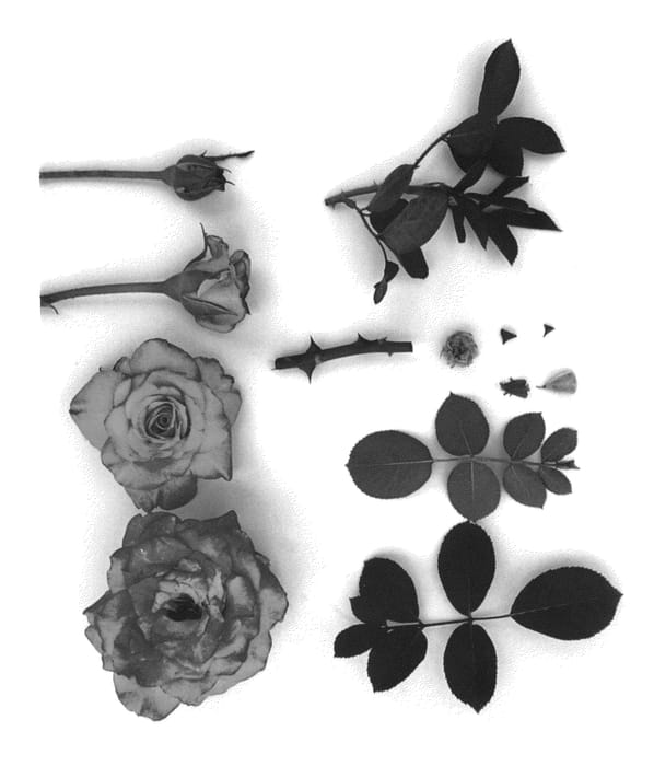 Figure 1 of US plant patent PP25980, the photograph of JACelspe printed in the patent.