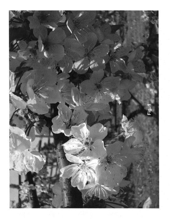 Figure 1 of US plant patent PP25981, the photograph of PA4UNIBO printed in the patent.