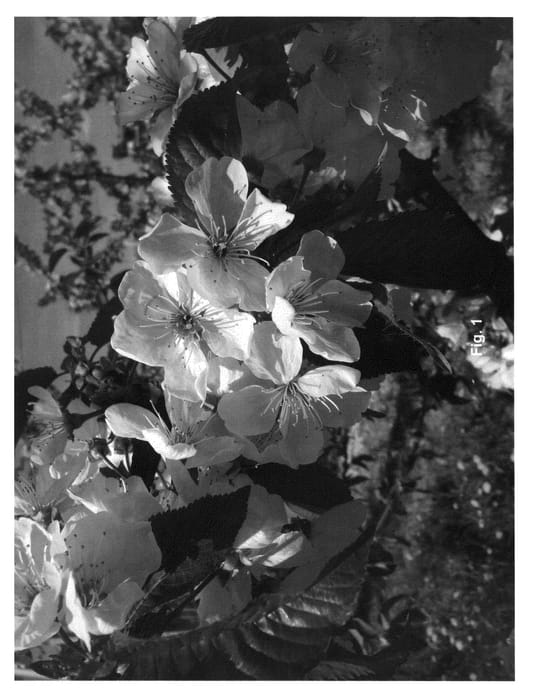 Figure 1 of US plant patent PP25982, the photograph of PA2UNIBO printed in the patent.