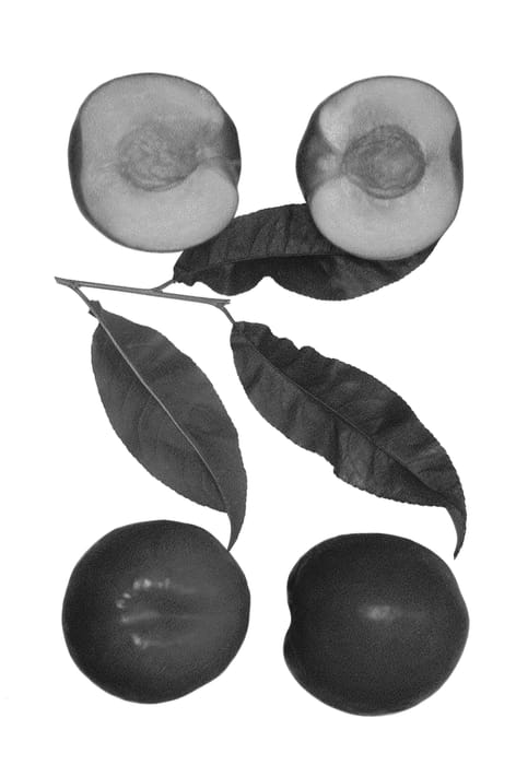 Figure 1 of US plant patent PP25983, the photograph of Honey Spring printed in the patent.