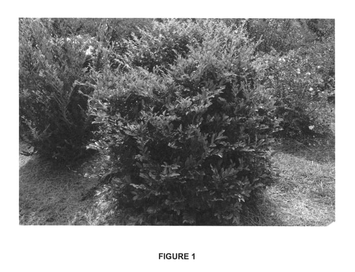Figure 1 of US plant patent PP25984, the photograph of PIIDIST-IV printed in the patent.