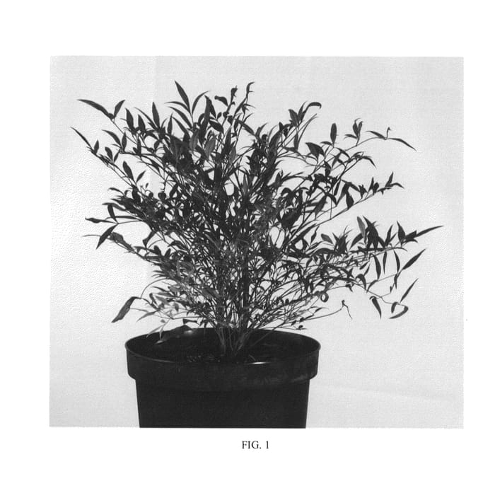 Figure 1 of US plant patent PP25985, the photograph of Sunset in Paradise printed in the patent.