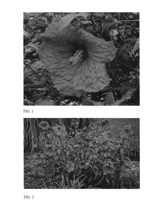 Figure 1 of US plant patent PP25986, the photograph of Plum Fantasy printed in the patent.