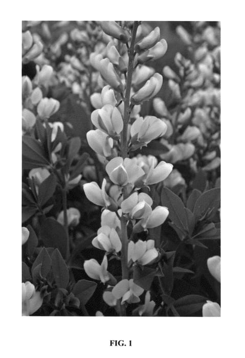 Figure 1 of US plant patent PP25987, the photograph of Mojito printed in the patent.