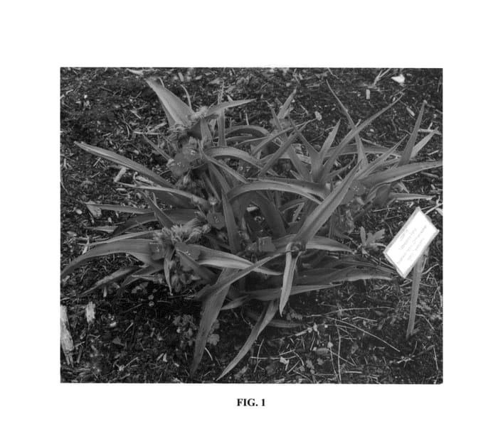 Figure 1 of US plant patent PP25988, the photograph of Tough Love printed in the patent.
