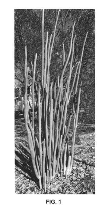 Figure 1 of US plant patent PP25989, the photograph of Chilly Willy printed in the patent.