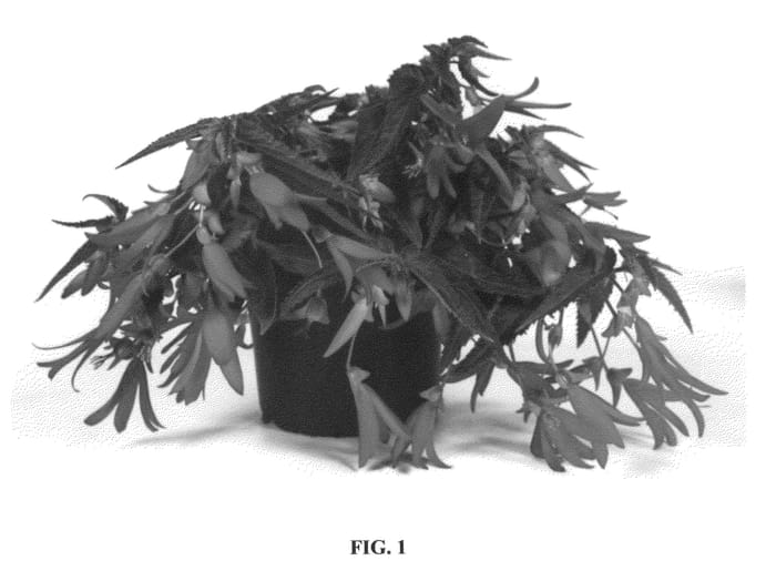 Figure 1 of US plant patent PP25990, the photograph of TESSDARK printed in the patent.