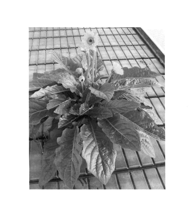 Figure 1 of US plant patent PP25991, the photograph of Garisabel Imp printed in the patent.