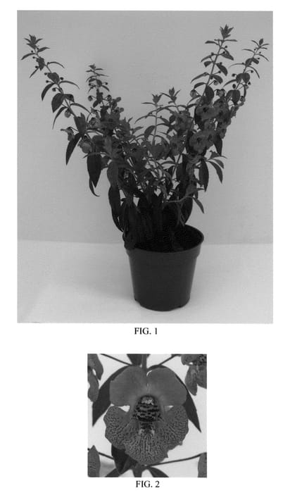 Figure 1 of US plant patent PP25992, the photograph of Balarcrose printed in the patent.