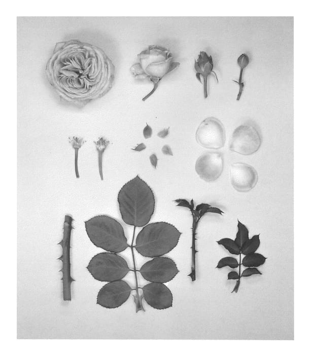Figure 1 of US plant patent PP25993, the photograph of KORtekcho printed in the patent.