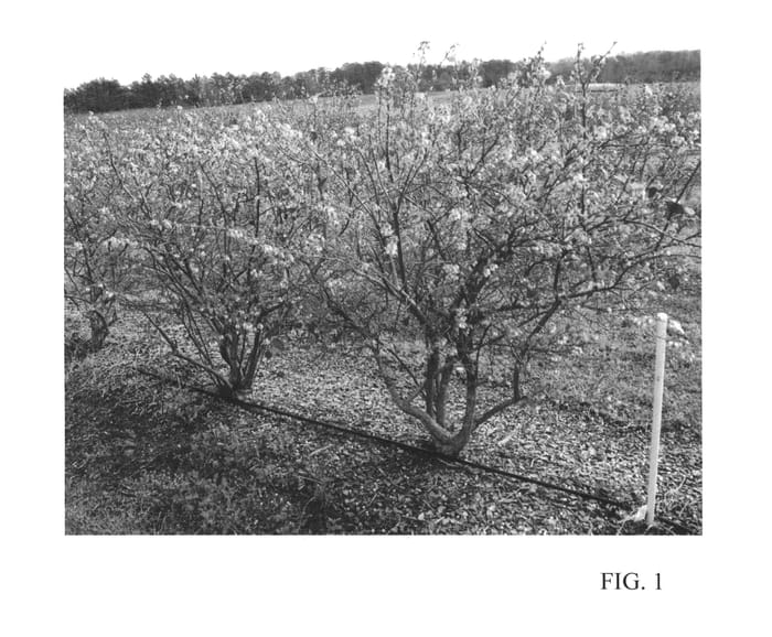 Figure 1 of US plant patent PP25994, the photograph of TH-929 printed in the patent.