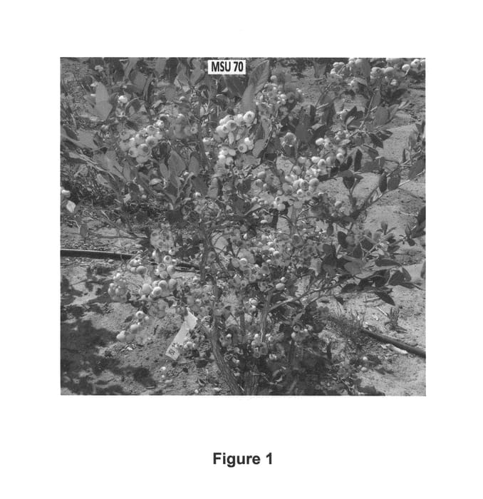 Figure 1 of US plant patent PP25995, the photograph of Calypso printed in the patent.
