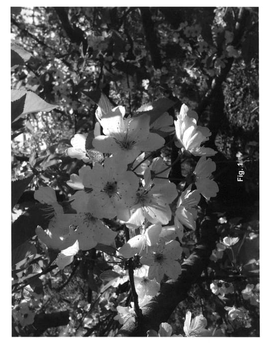 Figure 1 of US plant patent PP25996, the photograph of PA1UNIBO printed in the patent.