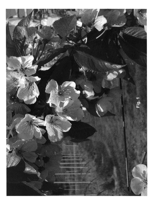Figure 1 of US plant patent PP25997, the photograph of PA3UNIBO printed in the patent.