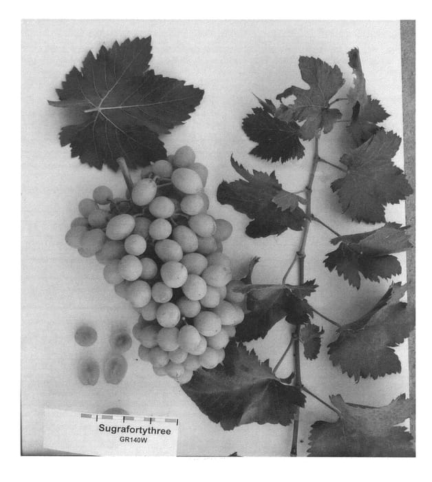 Figure 1 of US plant patent PP25998, the photograph of Sugrafortythree printed in the patent.