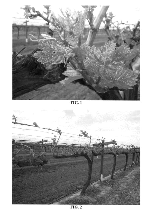 Figure 1 of US plant patent PP25999, the photograph of CAR2-21-20 printed in the patent.