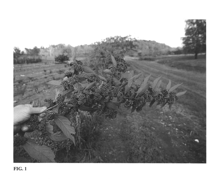Figure 1 of US plant patent PP26000, the photograph of NCCX1 printed in the patent.
