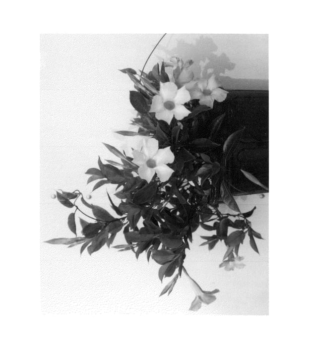 Figure 1 of US plant patent PP26001, the photograph of FGVP1 printed in the patent.