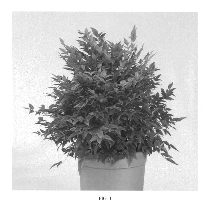Figure 1 of US plant patent PP26002, the photograph of Sunset Boulevard printed in the patent.