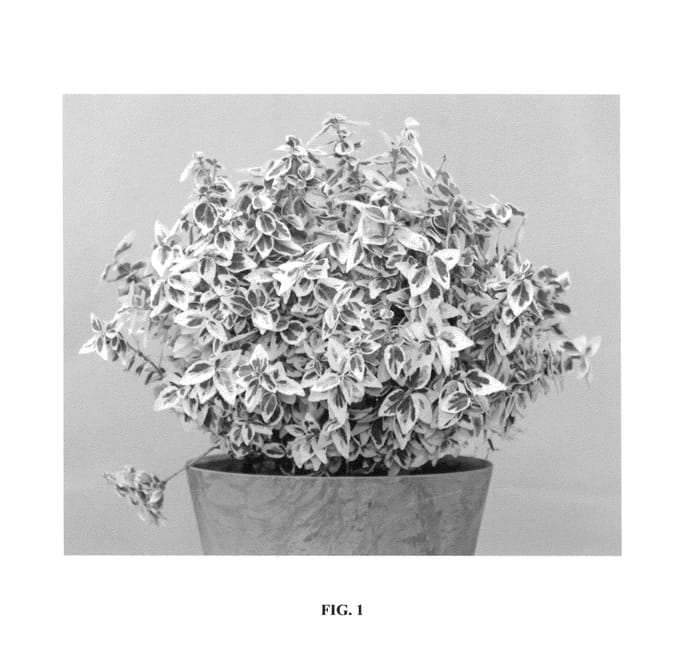 Figure 1 of US plant patent PP26003, the photograph of DANDEL printed in the patent.