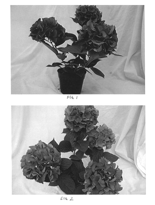 Figure 1 of US plant patent PP26004, the photograph of BC7.3 printed in the patent.
