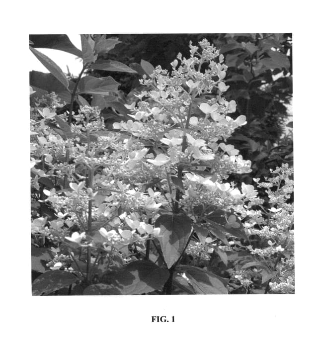 Figure 1 of US plant patent PP26005, the photograph of WIMS RED printed in the patent.
